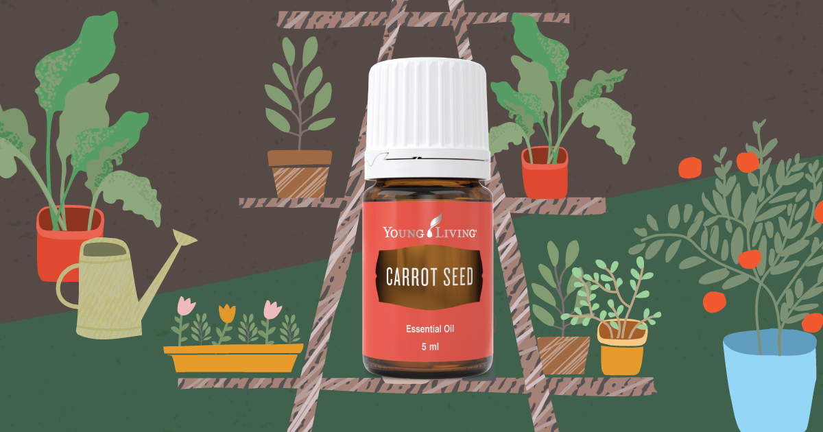 Carrot Seed胡蘿蔔籽精油的好處II